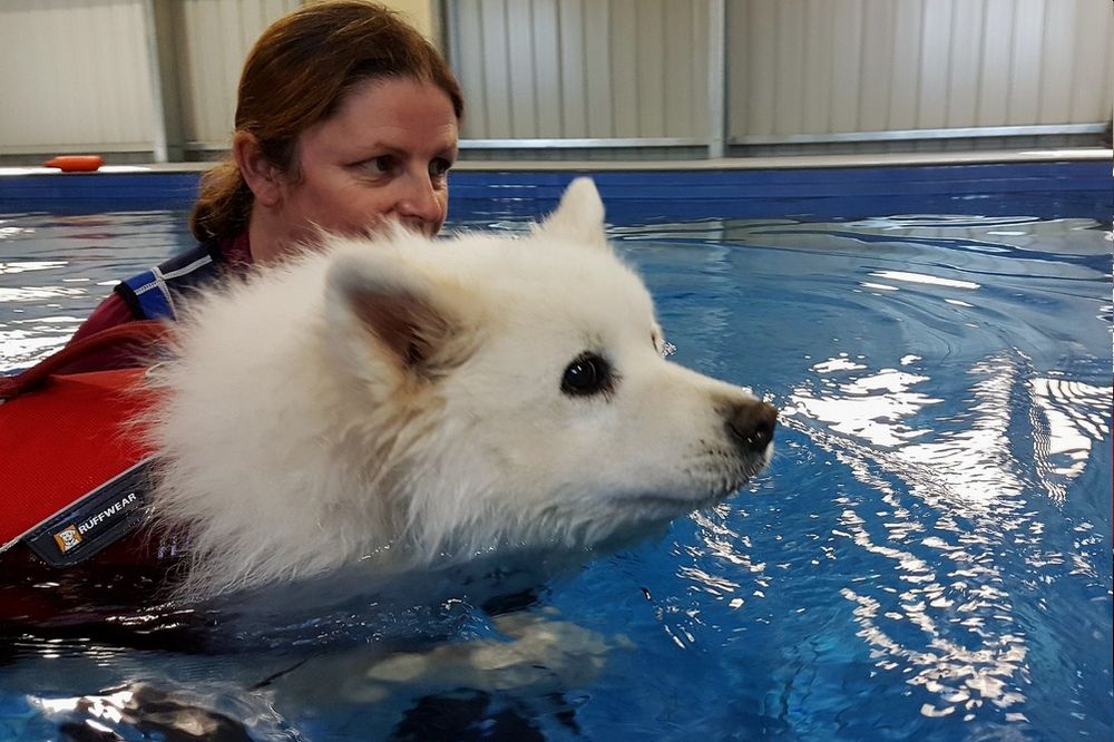 Hydrotherapy at Noahs Crossing Vet Clinic
